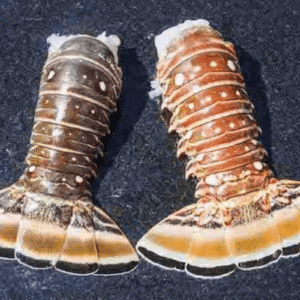 MSC Premium omarų uodegėlės 300g