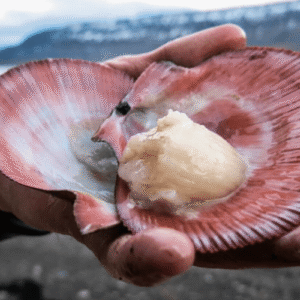 Laukinės Jūros šukutės