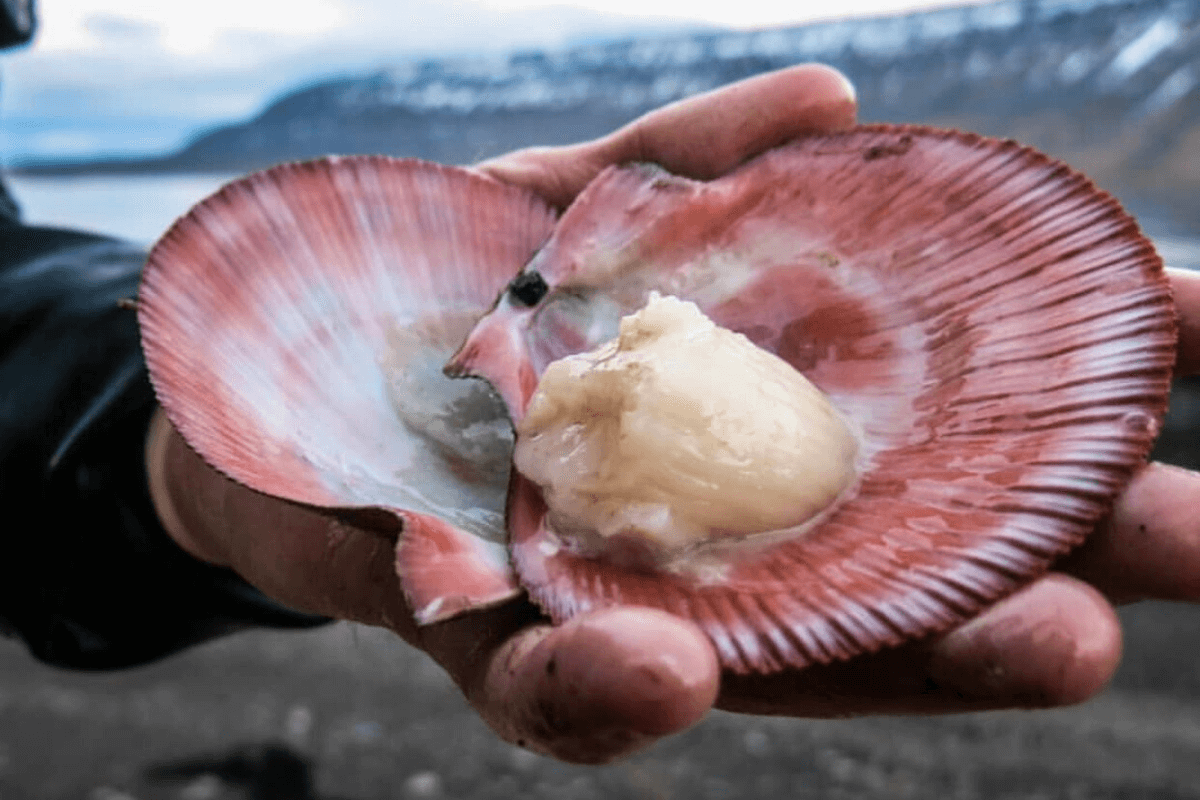 Untitled-design-73-1-1.png Laukinės Jūros šukutės - Image 1