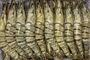 Didžiosios tigrinės krevetės 16/20