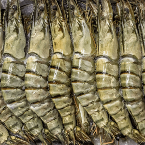 Didžiosios tigrinės krevetės 16/20