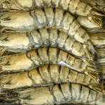 Didžiosios tigrinės krevetės 8/12