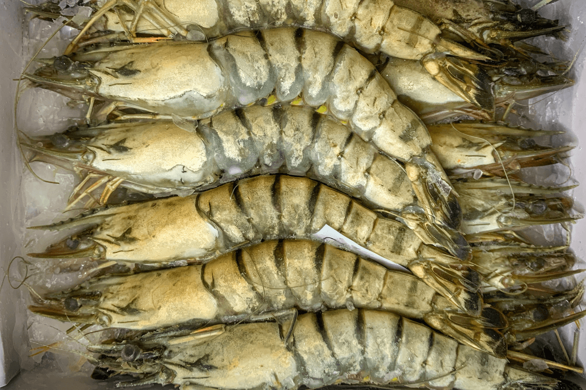 black-tiger-8-12-1.png Didžiosios tigrinės krevetės 8/12 - Image 1