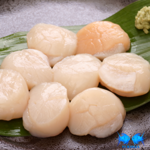 Didelės Jūros šukutės