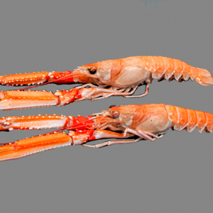 Norveginiai Omarai (16/20)