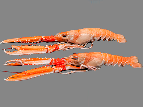 Norveginiai Omarai (16/20)