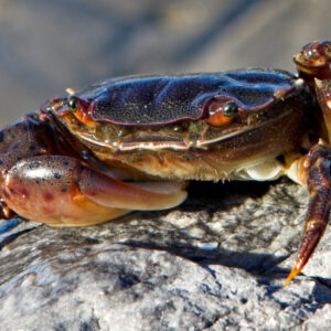 Krabas minkštu kiautu