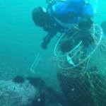 Raudonojo jūrų ežio ikrai 85g - Image 2